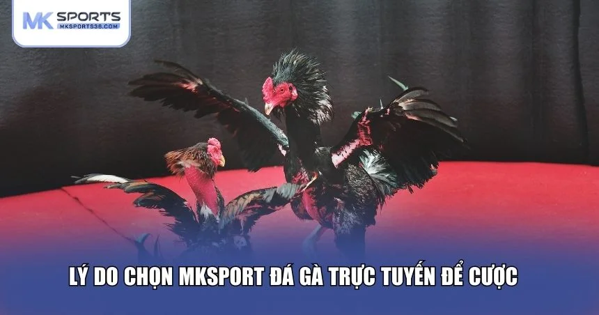 Lý do chọn MKSPORT đá gà trực tuyến để xem đá gà trực tiếp