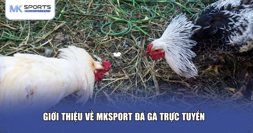 Giới thiệu về MKSPORT đá gà trực tuyến